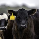 Feeder cattle , photo of a black cow