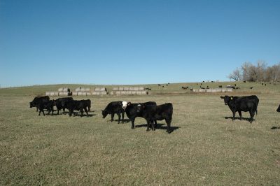 Several cattle in a pasture