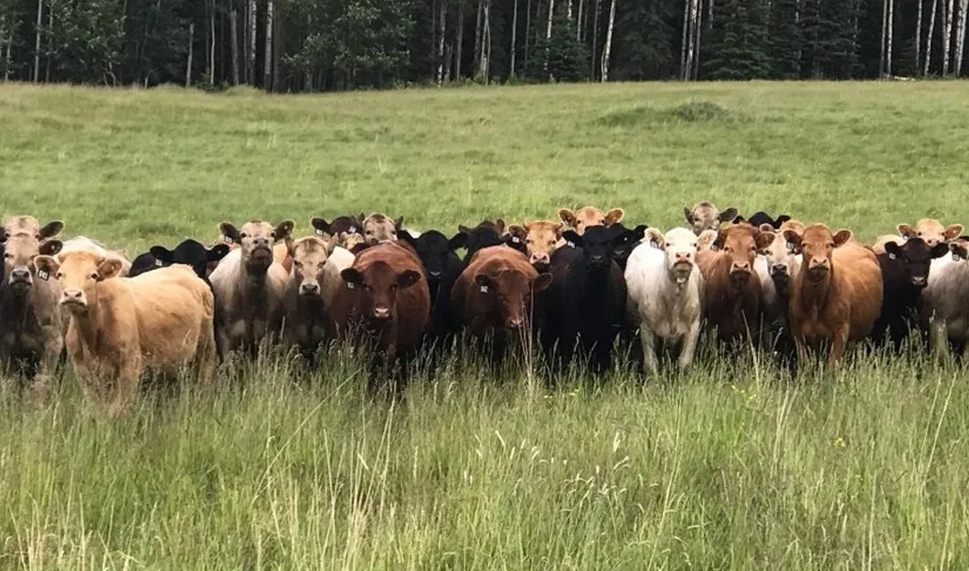 Buying cattle